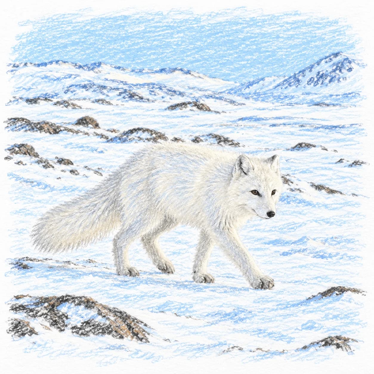 Colored model: Arctic fox coloring page