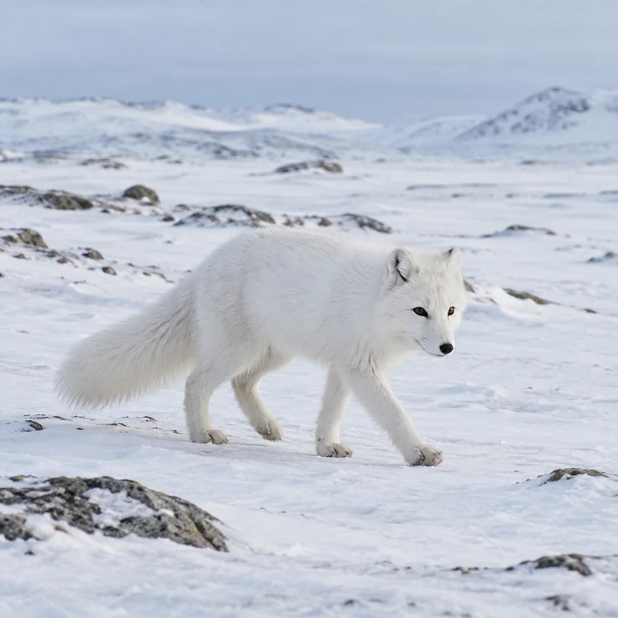 Photo réaliste: Coloriage de renard arctique