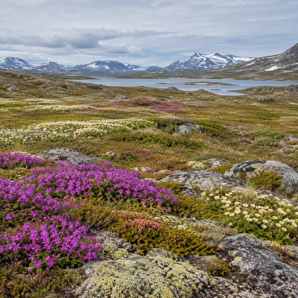 Photo réaliste: Coloriage de la toundra arctique : fleurs de saison
