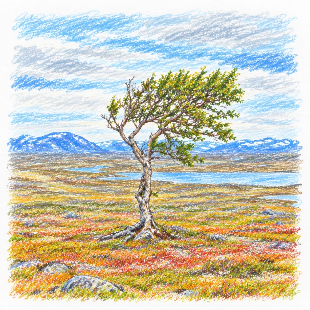 Colored model: Arctic tundra solitary tree coloring page
