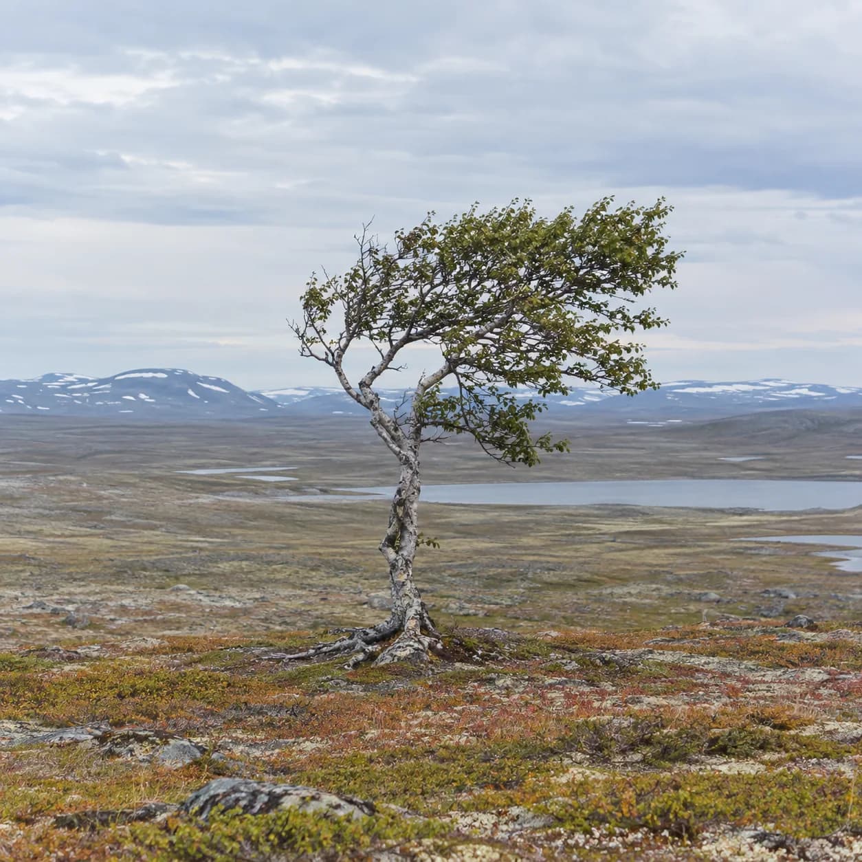 Photo réaliste: Coloriage de la toundra arctique : arbre solitaire