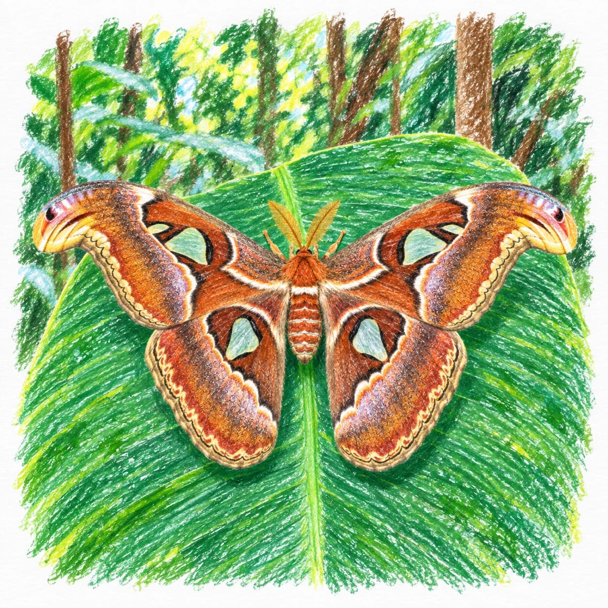 Modèle colorié: Coloriage de papillon atlas