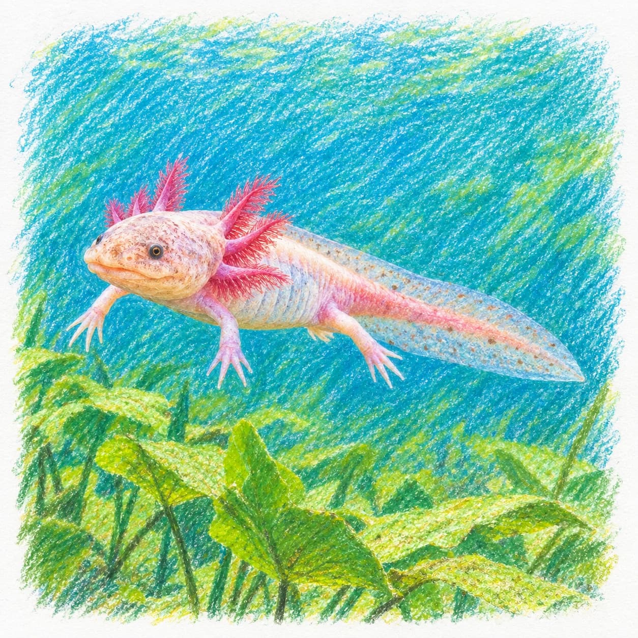 Modèle colorié: Coloriage d'axolotl
