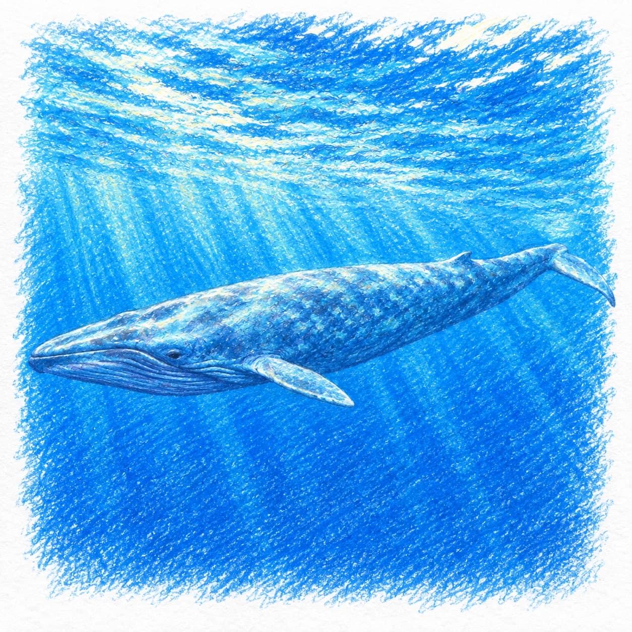 Colored model: Blue whale coloring page