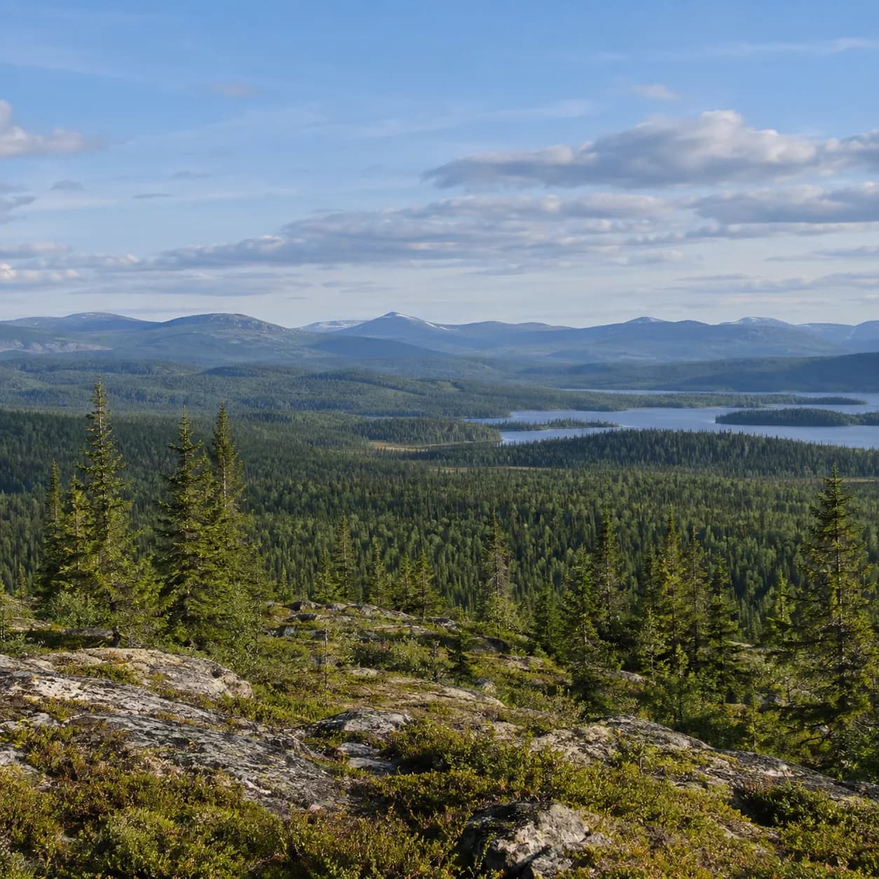 Photo réaliste: Coloriage de la taïga boréale : vaste panorama
