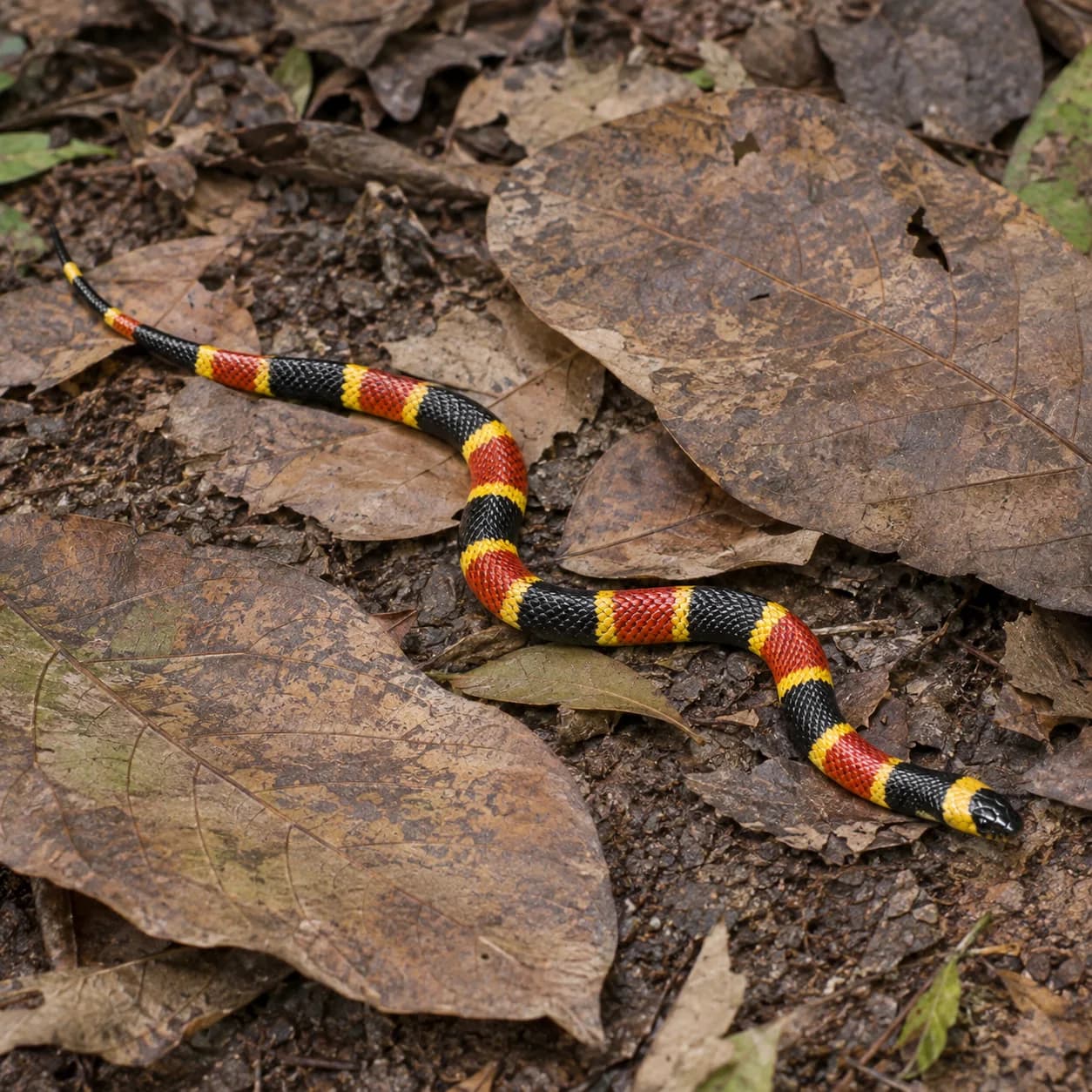 Photo réaliste: Coloriage de serpent corail
