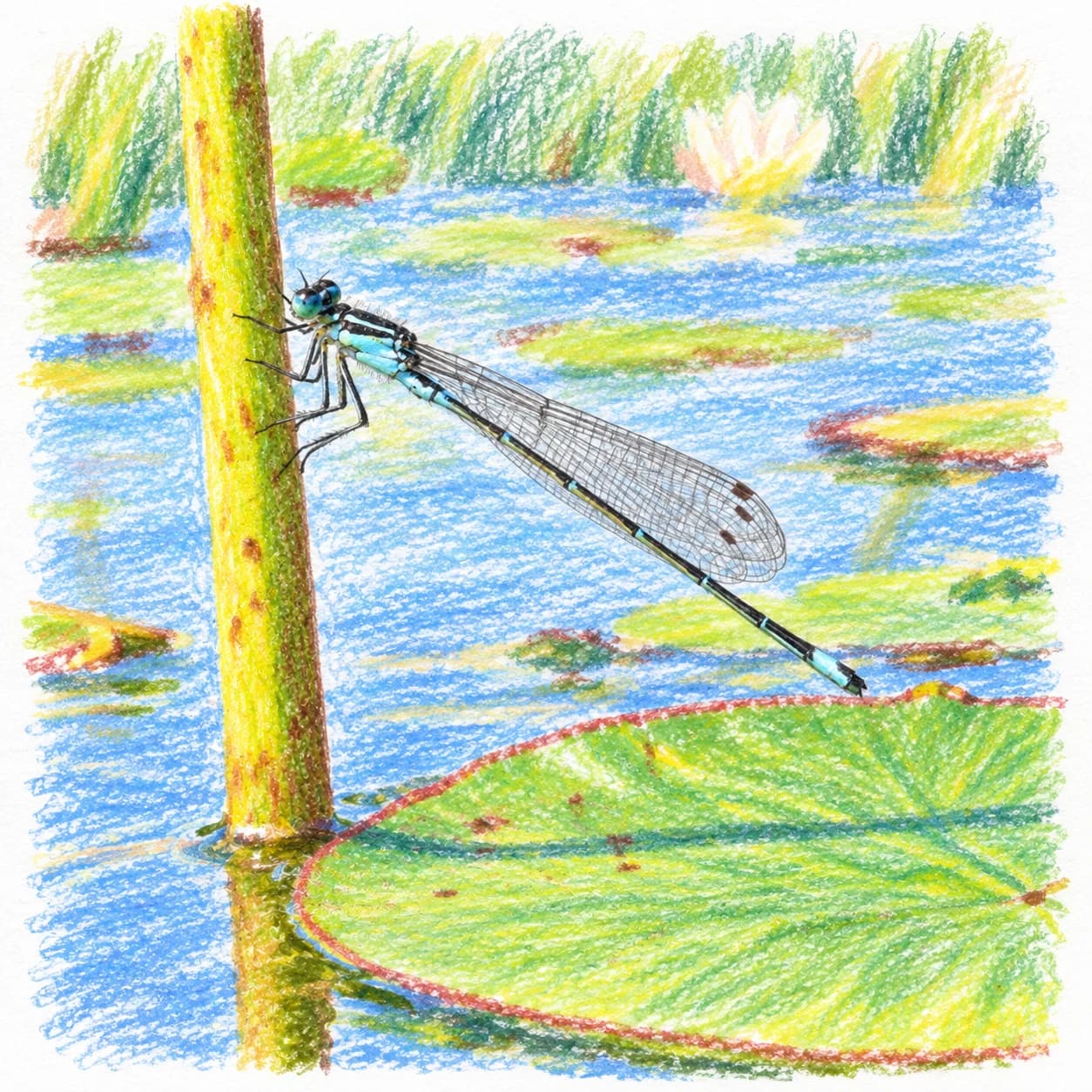 Modèle colorié: Coloriage de demoiselle