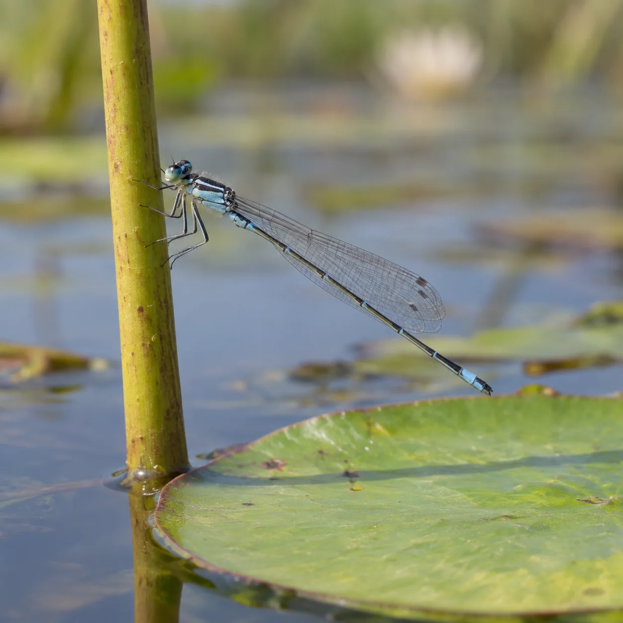 Realistic source: Damselfly coloring page