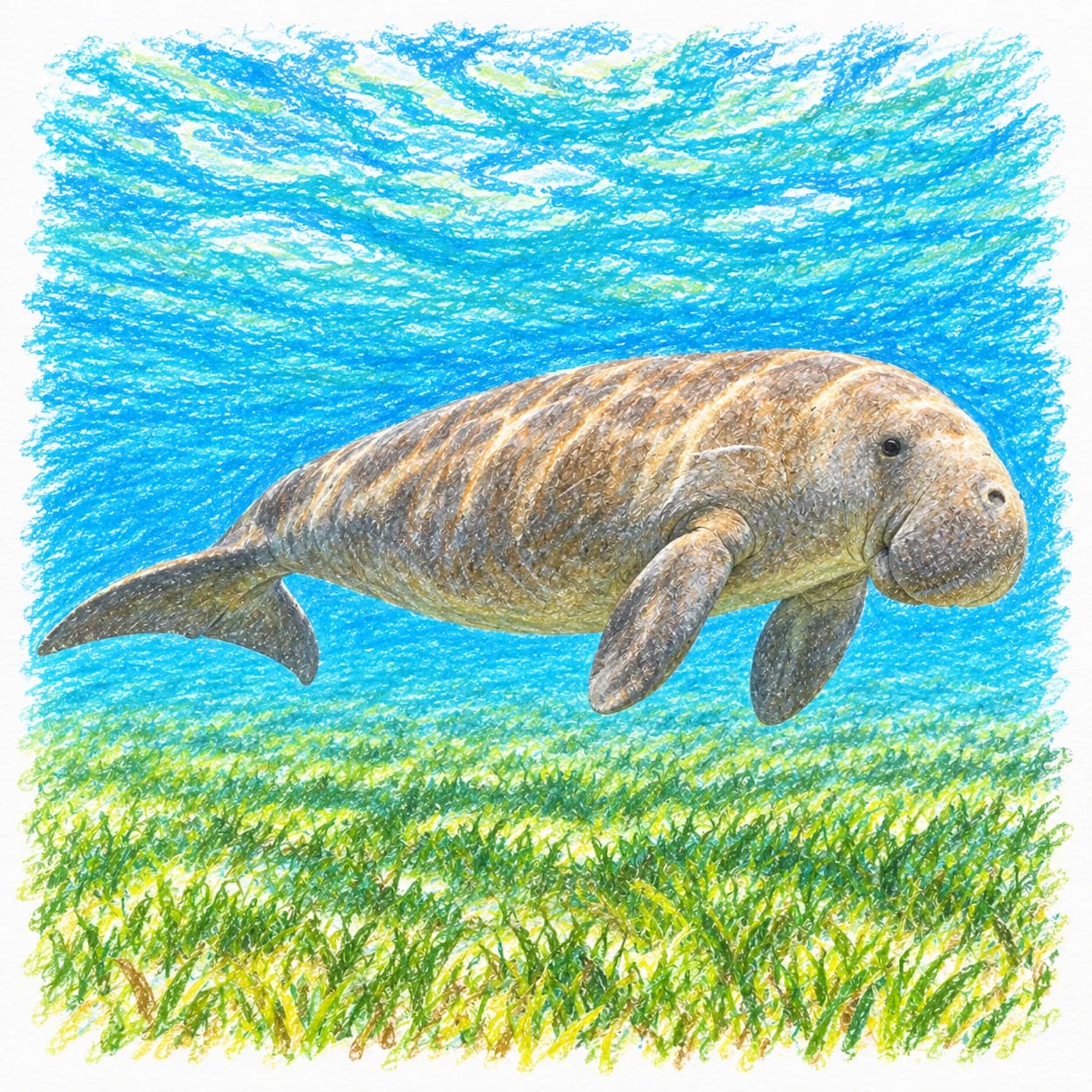 Modèle colorié: Coloriage de dugong