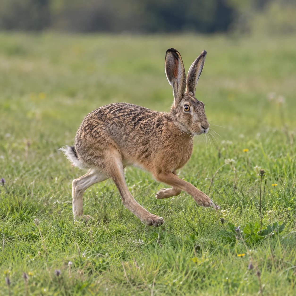 Realistic source: European hare coloring page