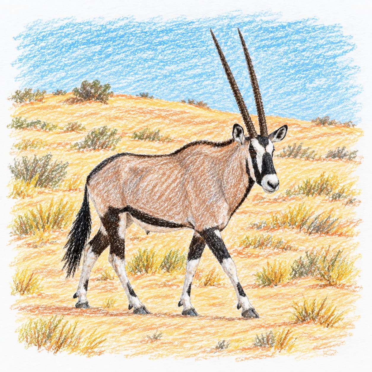 Modèle colorié: Coloriage d'oryx gazelle