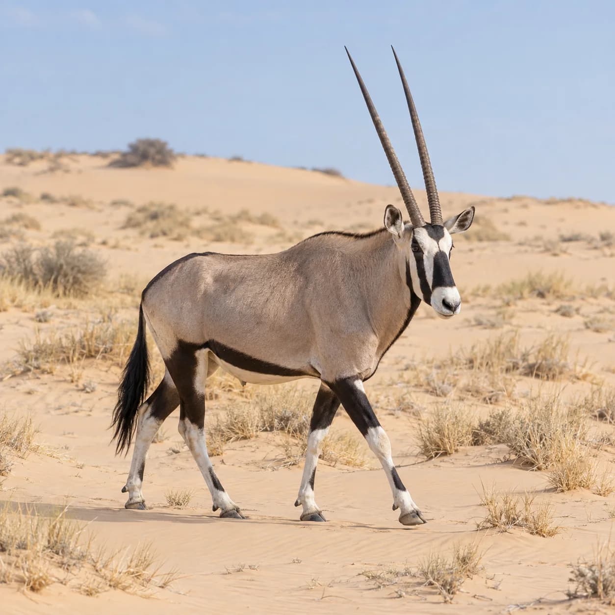 Realistic source: Gemsbok coloring page