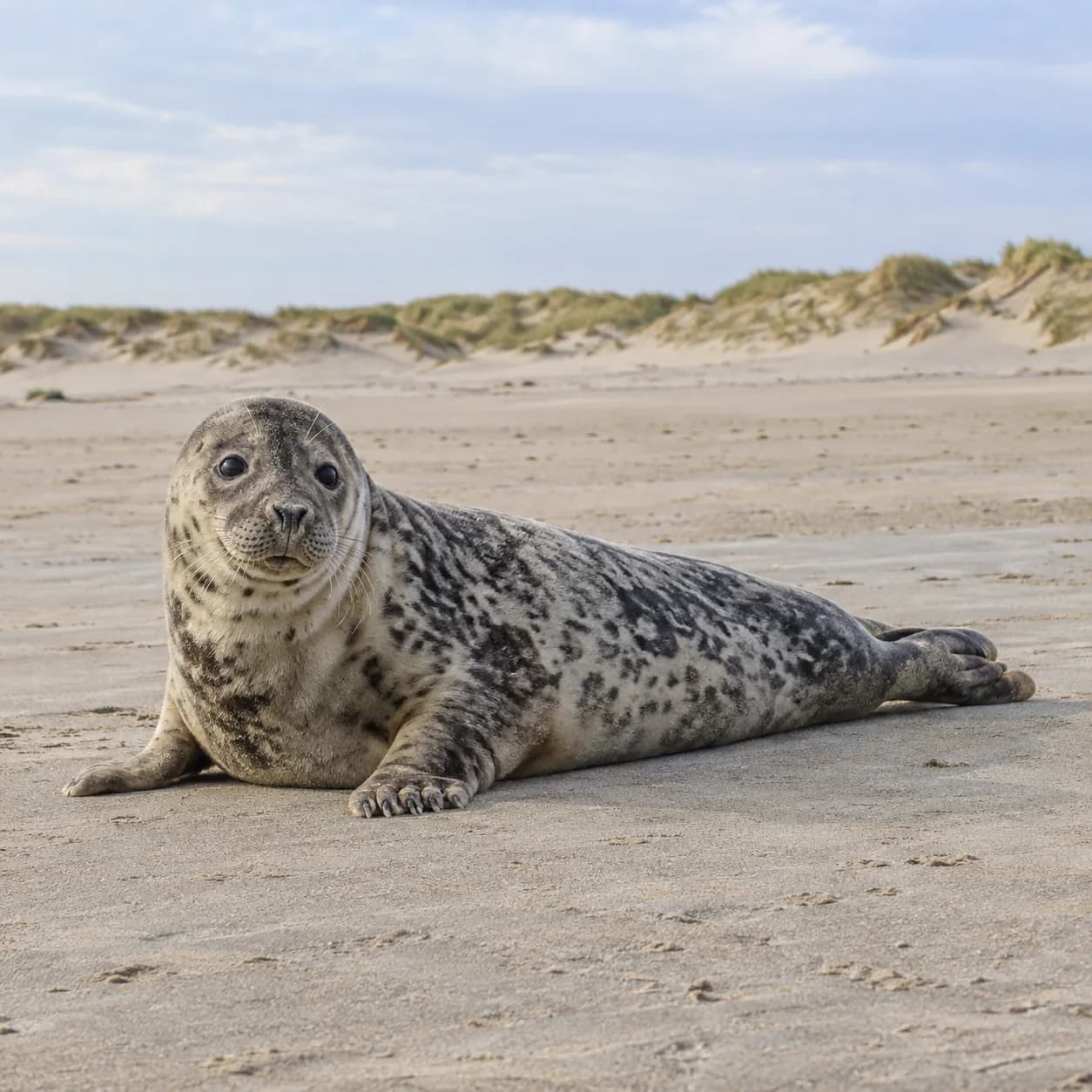 Foto realista: Dibujo de foca gris para colorear