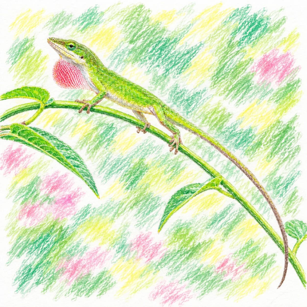 Modelo coloreado: Dibujo de anolis verde para colorear