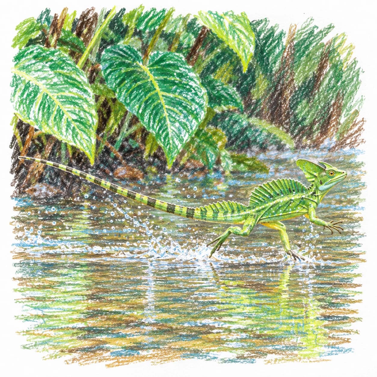 Modèle colorié: Coloriage de basilic vert