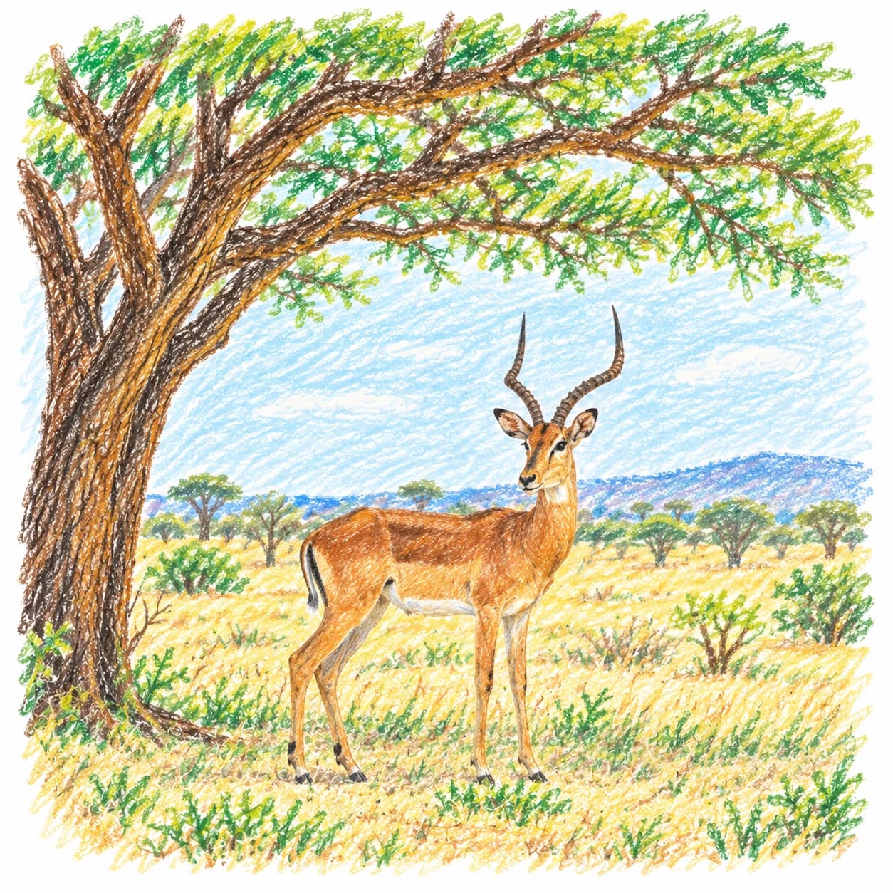 Modèle colorié: Coloriage d'impala