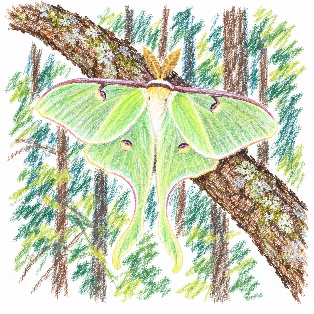 Modèle colorié: Coloriage de papillon lune