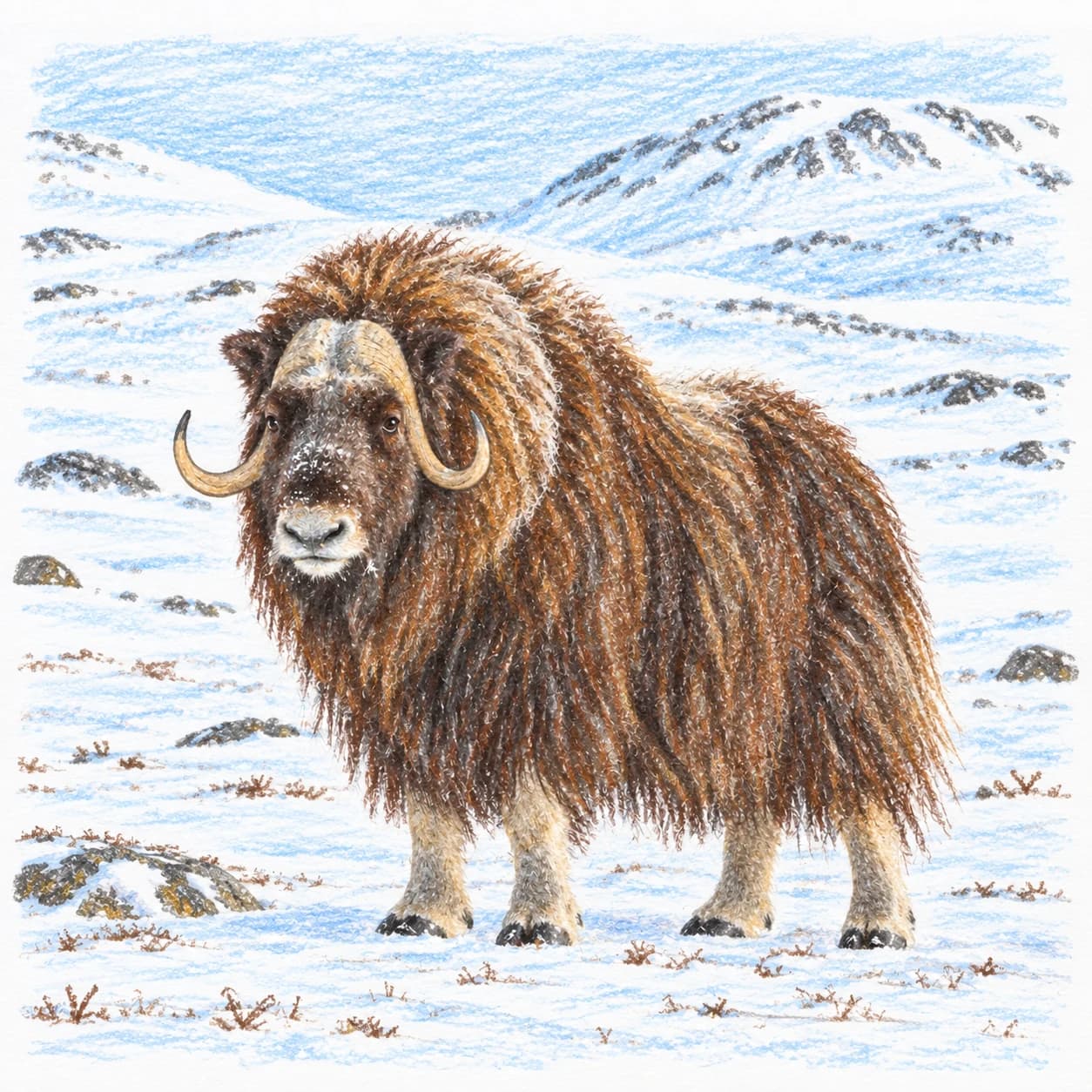 Modèle colorié: Coloriage de bœuf musqué