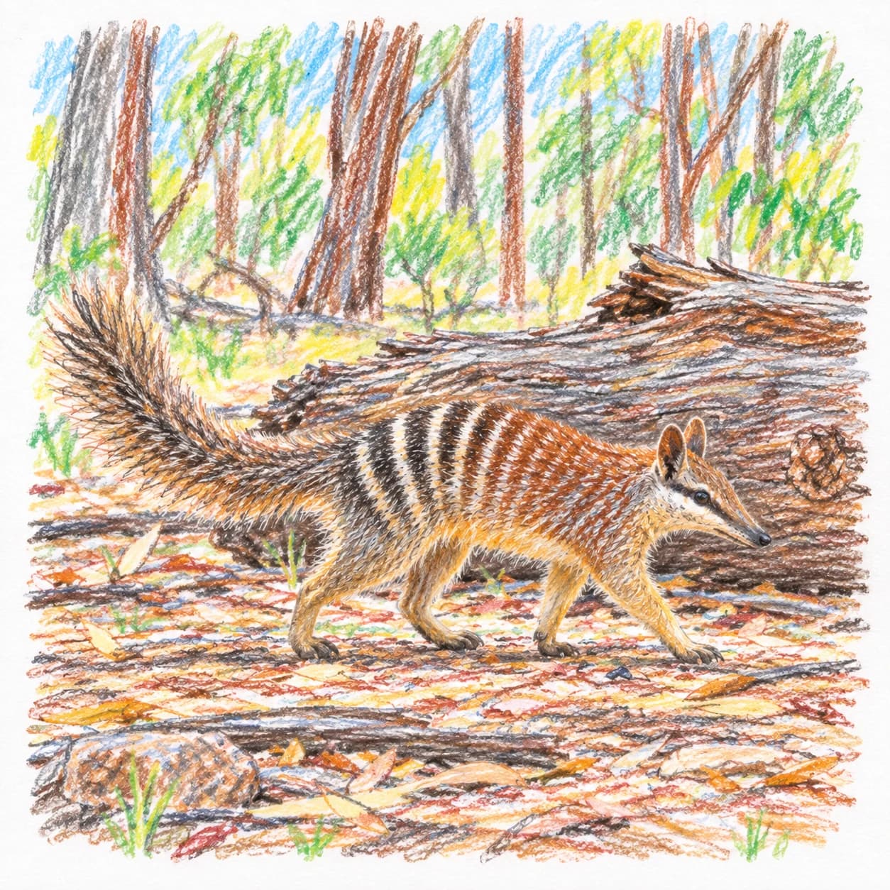 Modèle colorié: Coloriage de numbat