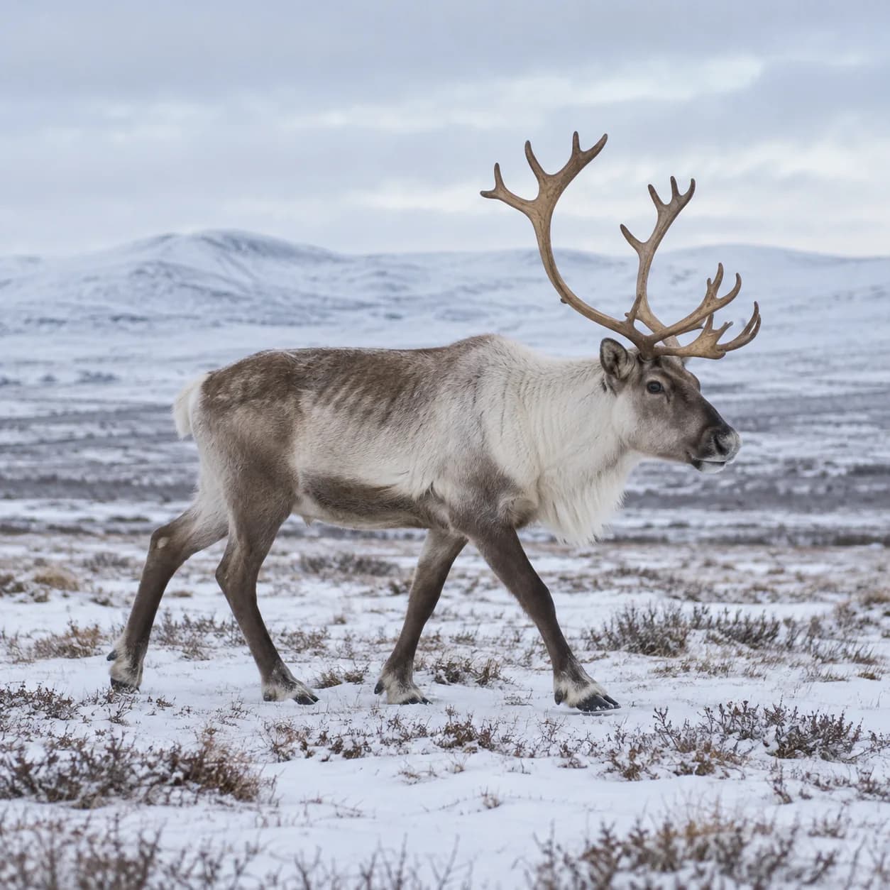 Realistic source: Reindeer coloring page