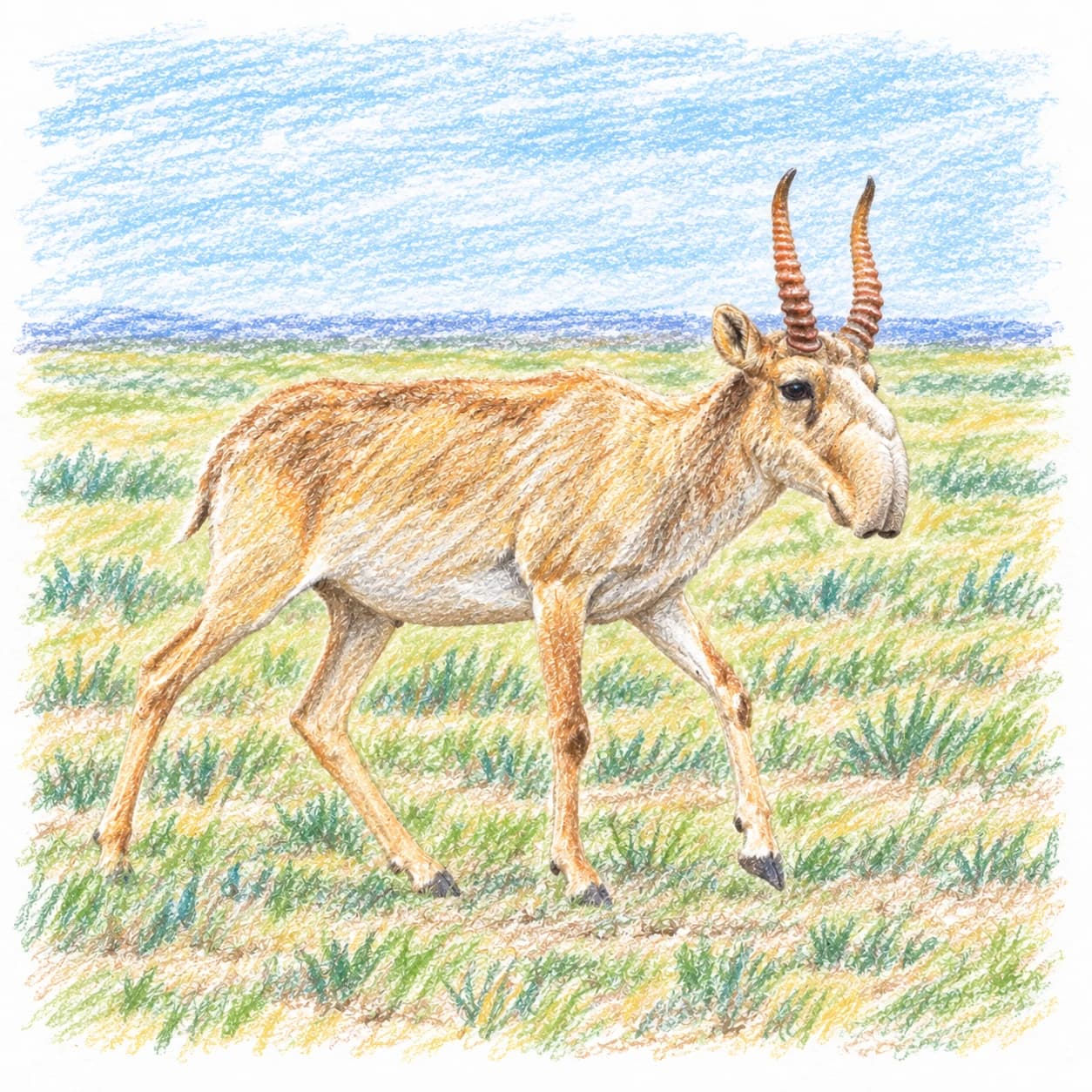 Modèle colorié: Coloriage d'antilope saïga