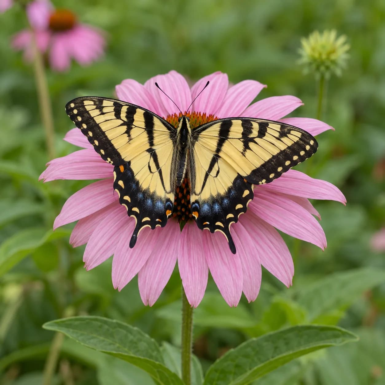 Photo réaliste: Coloriage de papillon machaon