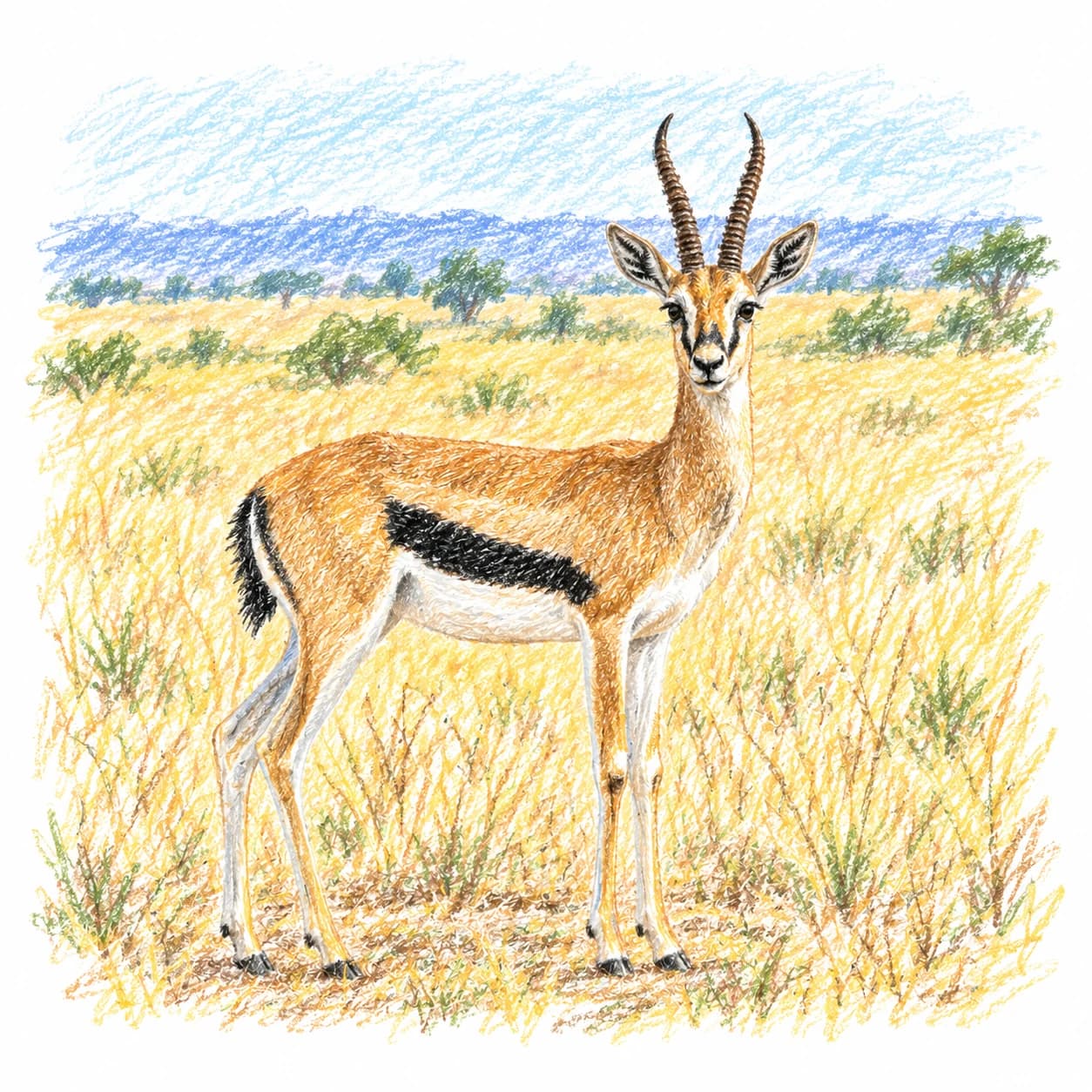 Modèle colorié: Coloriage de gazelle de Thomson
