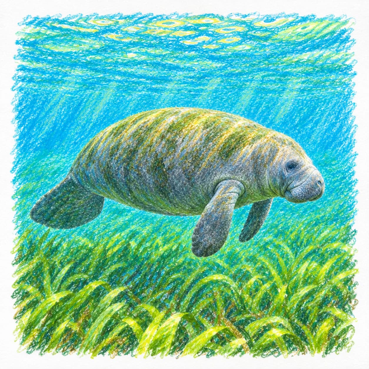 Modèle colorié: Coloriage de lamantin