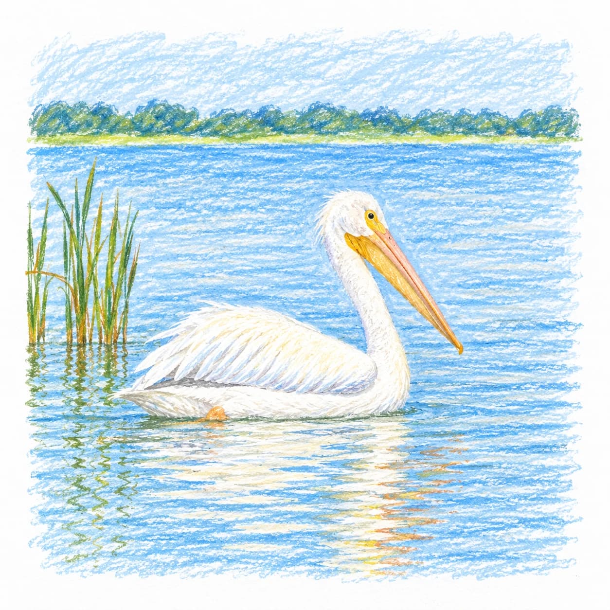Modèle colorié: Coloriage de pélican blanc